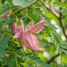 Pink Sesbania Grandiflora Flower Seeds