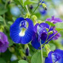 Butterfly Pea Clitoria Flower Seeds for Vines and Pots