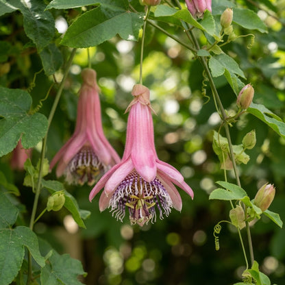 Banana Passion Fruit (Passiflora mollissima) Seeds for Planting