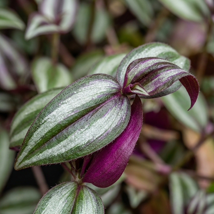 Tradescantia Zebrina Live Plant for Home and Garden