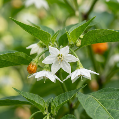 Orange Trinidad Moruga Pepper Seeds – Pepper Seeds for Home Garden