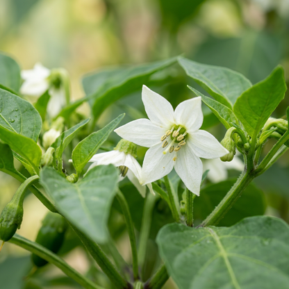 Pepper Sweet Tamina Seeds – Sweet Peppers for Planting
