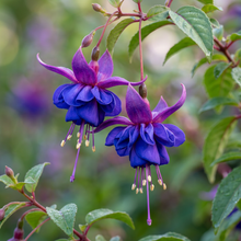 Blue Fuchsia Flower Seeds for Planting