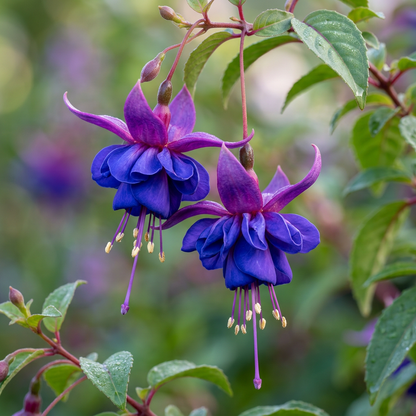 Blue Fuchsia Flower Seeds for Planting