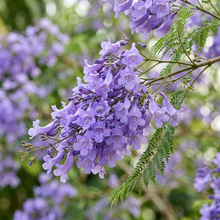 Blue Jacaranda Tree Seeds for Planting