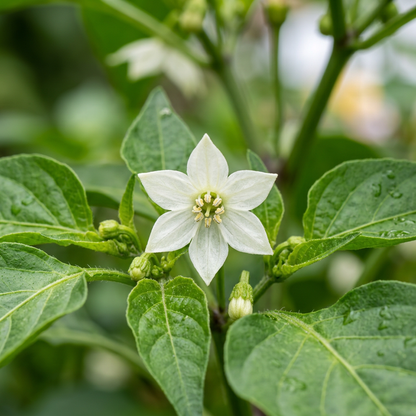 Bell Semi Aroma Riccore Seeds – Bell Pepper Seeds for Home Garden
