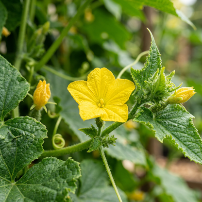 Crystal Apple Cucumber Seeds – Cucumber Seeds for Home Garden