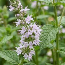 Mint Spearmint Herb Seeds for Garden Planting