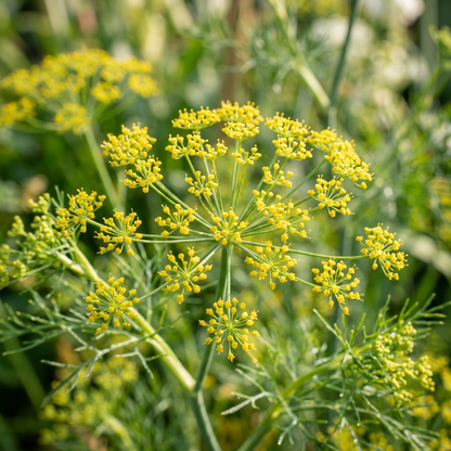 Florence Fennel Seeds – Fennel Seeds for Home Garden