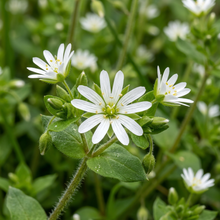 Chickweed Flower Seeds - Chickweed Flower Seeds for Garden