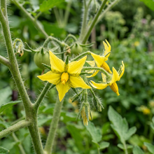 Big Beef Tomato Seeds for Planting