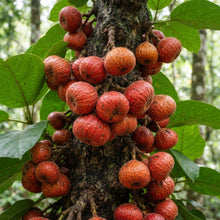 Ficus auriculata Seeds for Planting
