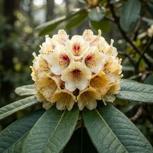 Rhododendron macabeanum Flower Seeds for Planting
