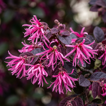 Loropetalum Chinense Plum Delight Shrub Plant