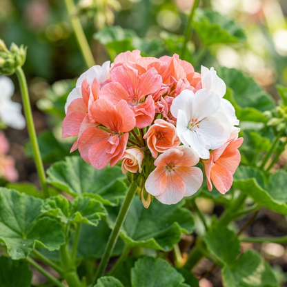 Salmon and White Geranium Seeds for Planting