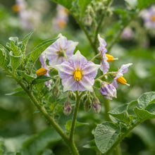Pepino Melon Pear  Seeds for Planting