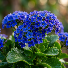 Dark Blue Kalanchoe Seeds - Kalanchoe Flower Seeds for Garden
