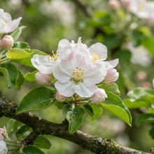 Yarlington Mill Apple Seeds for Planting