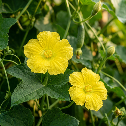 Luffa Acutangula Seeds – Ridge Gourd Seeds for Home Garden