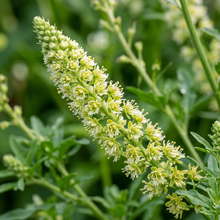 Garden Mignonette Reseda Flower Seeds