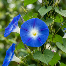 Blue and White Morning Glory Ipomoea Climbing Flower Seeds