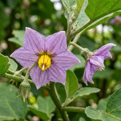 Brinjal White Long Hybrid Seeds for Planting