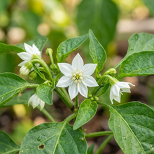 Georgia Candy Rooster Pepper Seeds – Sweet Pepper Seeds for Home Garden