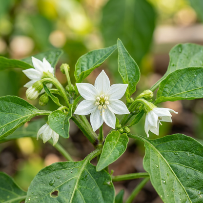 Georgia Candy Rooster Pepper Seeds – Sweet Pepper Seeds for Home Garden