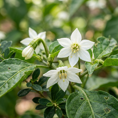 Hot Pepper Seeds Caribbean Blend for Planting