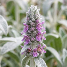 Stachys Byzantina Lamb's Ear Seeds