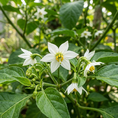 Datil Pepper Seeds for Planting