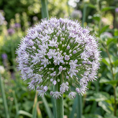 Leek Tornado Seeds – Vegetable Seeds for Home Garden