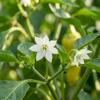 Golden Sweetness Corno Di Toro Giallo Pepper Seeds for Planting
