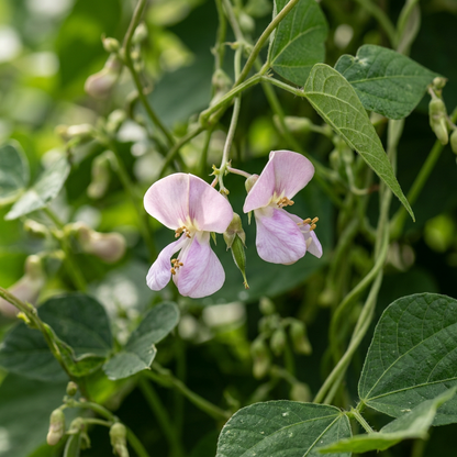 French Bean Borlotto Lingua di Fuoco Seeds