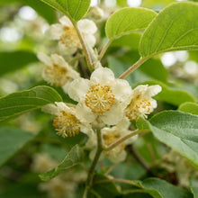 Anna Kiwi Seeds for Planting