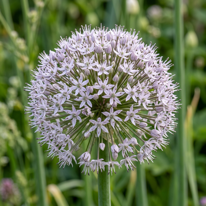 Premium Leek Chef’s White Seeds – Leek Seeds for Home Garden