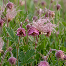 Prairie Smoke Flower Seeds for Garden Planting