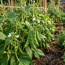 Roma Bush Bean Seeds for Home Gardening