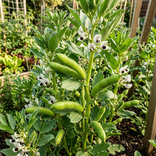 Broad Bean Karmazyn Seeds for Home Gardening