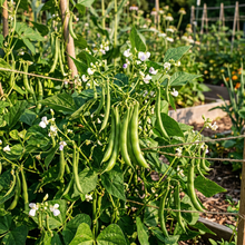 High Quality Green Bean Seeds for Home Garden