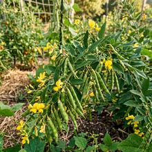Pigeon Pea Seeds for Home Garden