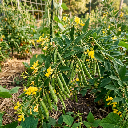 Pigeon Pea Seeds for Home Garden