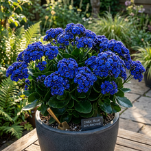 Dark Blue Kalanchoe Seeds - Kalanchoe Flower Seeds for Garden