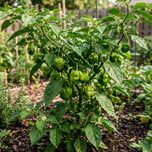 Safi Red Scotch Bonnet Seeds for Planting