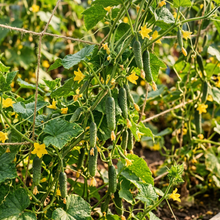 Persian Baby Cucumber Seeds – Cucumber Seeds for Home Garden