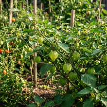 Tomatillo de Milpa Seeds – Tomatillo Seeds for Home Garden