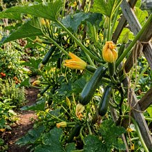 Climbing Zucchini Seeds – Zucchini Seeds for Home Garden