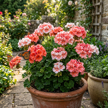 Salmon and White Geranium Seeds for Planting