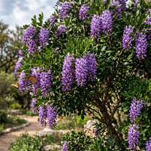 Texas Mountain Laurel Seeds for Planting