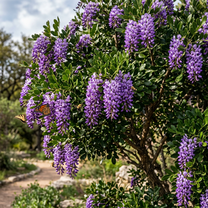 Texas Mountain Laurel Seeds for Planting